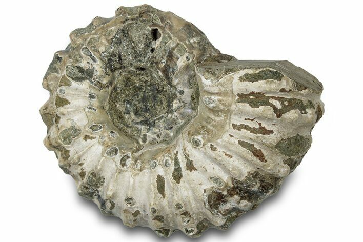 Bumpy Ammonite (Douvilleiceras) Fossil - Madagascar #308946